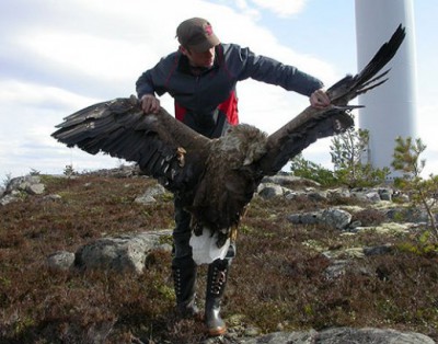 dead_white-tailed_eagle-500
